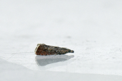 Round-winged Drill (Dichrorampha simpliciana)