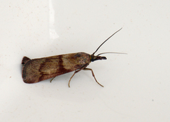 Dingy Knot-horn (Hypochalcia ahenella)