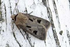 Heart and Dart (Agrotis exclamationis)