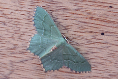 Sussex Emerald (Thalera fimbrialis)