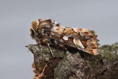 Pine Beauty Moth (Panolis flammea)