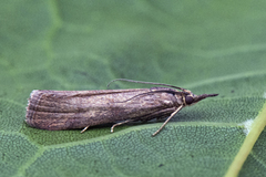 Dingy Knot-horn (Hypochalcia ahenella)