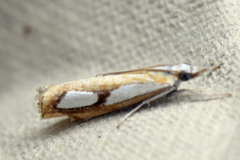 Pearl Grass-veneer (Catoptria pinella)