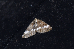 Small Rivulet (Perizoma alchemillata)