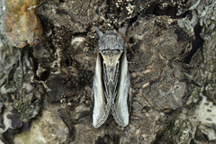 Swallow Prominent (Pheosia tremula)