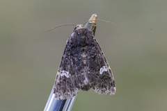 Dot Moth (Melanchra persicariae)