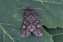 Cabbage Moth (Mamestra brassicae)