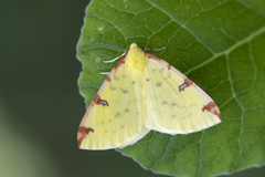Brimstone Moth (Opisthograptis luteolata)