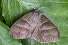 Fox Moth (Macrothylacia rubi)