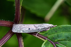American Wax Moth (Vitula serratilineella)