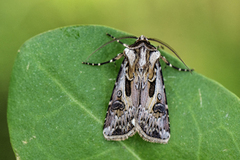 Fagerjordfly (Agrotis vestigialis)