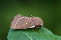 Grass Eggar (Lasiocampa trifolii)