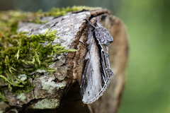 Seljetannspinner (Pheosia tremula)