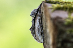 Seljetannspinner (Pheosia tremula)