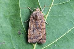 Least Yellow Underwing (Noctua interjecta)