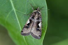 Setaceous Hebrew Character (Xestia c-nigrum)