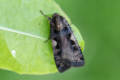 Setaceous Hebrew Character (Xestia c-nigrum)