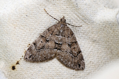 Brun einerbarmåler (Thera cognata)