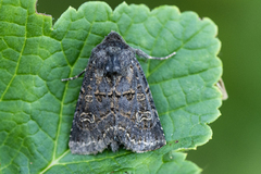 Gulringet åkerfly (Tholera cespitis)