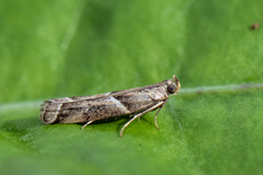 Agate Knot-horn (Nyctegretis lineana)