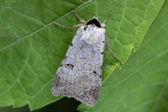 Scarce Blackneck (Lygephila craccae)