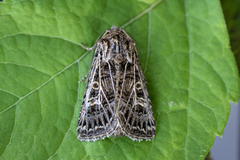 Feathered Gothic (Tholera decimalis)