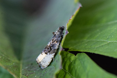 Gul fugleskittvikler (Hedya ochroleucana)