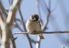 Eurasian Tree Sparrow (Passer montanus)