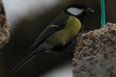 Kjøttmeis (Parus major)