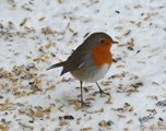 Rødstrupe (Erithacus rubecula)