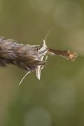 Yarrow Plume (Gillmeria pallidactyla)