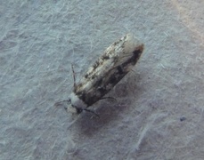 White-shouldered House Moth (Endrosis sarcitrella)