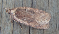 Common Flat-body (Agonopterix heracliana)