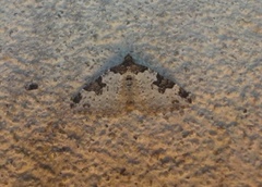 Garden Carpet (Xanthorhoe fluctuata)