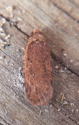 Common Flat-body (Agonopterix heracliana)