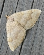 Yellow Shell (Camptogramma bilineata)