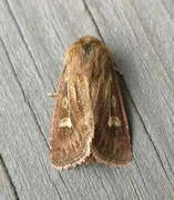 Antler Moth (Cerapteryx graminis)