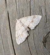 Welsh Wave (Venusia cambrica)