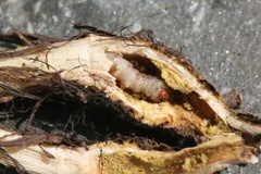 Rosy Rustic (Hydraecia micacea)