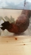 Sea cucumbers (Holothuroidea)