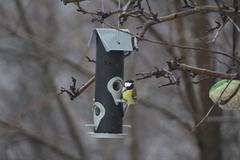 Kjøttmeis (Parus major)