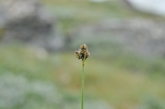 Close-headed Alpine-sedge (Carex norvegica)