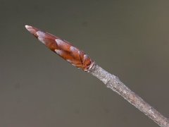 Common Beech (Fagus sylvatica)