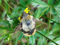 Narrow-bordered Bee Hawk-moth (Hemaris tityus)