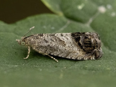 Marbled Piercer (Cydia splendana)