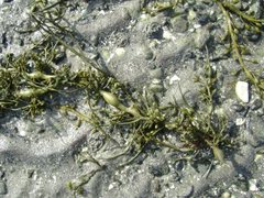 Brown algae (Phaeophyta)