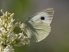 Large White (Pieris brassicae)