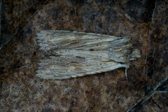 Pale Pinion (Lithophane socia)