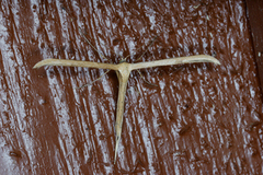 Common Plume (Emmelina monodactyla)