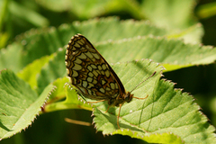 Heath Fritillary (Melitaea athalia)